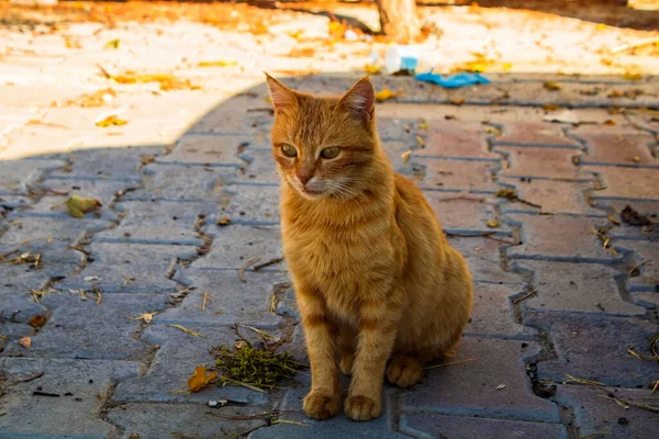 Gato Naranja Sentado Sombra — Foto de Stock