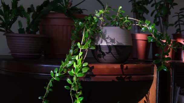 O raio de sol se move através das folhas de flores interiores em vasos. Jogo de luz e sombra em plantas de sala. Verdura, ambiente urbano e conceitos de interiores — Vídeo de Stock