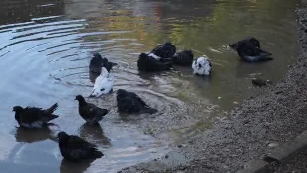 Bir şehir güvercin sürüsü yağmurdan sonra çamurlu bir su birikintisinde yıkanır. Tousled kuşlar yıkanır, temizlenir ve uçar.. — Stok video
