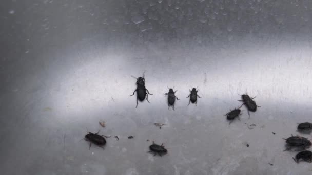 Svarta skalbaggar föll ner i metallbassängen, kröp uppåt med all sin kraft, och stannade kvar på plats. Ett meningslöst slöseri med energi — Stockvideo