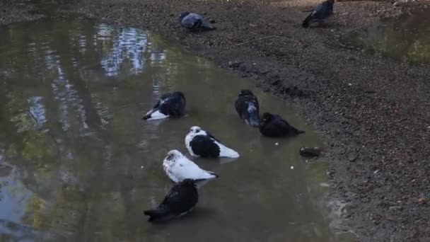 Stado miejskich gołębi kąpie się w dużej, błotnistej kałuży po deszczu. Ptaki myją się, myją i odlatują.. — Wideo stockowe