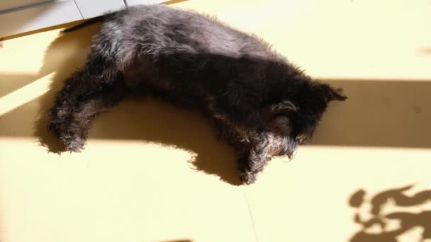 Een oude miniatuur schnauzer ligt op de gele vloer, koesterend in de zon. Gelukkig huisdier geniet van een zonnige dag. — Stockvideo