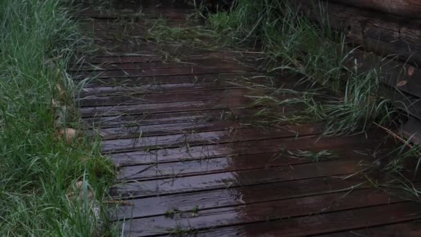 Gotas de lluvia están cayendo en el suelo de madera cerca de la casa de campo. Lluvia fuerte en el pueblo. Temporada de lluvias. — Vídeos de Stock