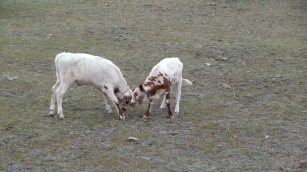 Two calves are playing in a high-mountain pasture. Cheerfully rubbing and pushing each others heads — Stock Video