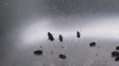 Siyah böcekler metal havzanın içine düştüler, tüm güçleriyle yukarıya doğru sürünerek, oldukları yerde kaldılar. Anlamsız bir enerji kaybı.