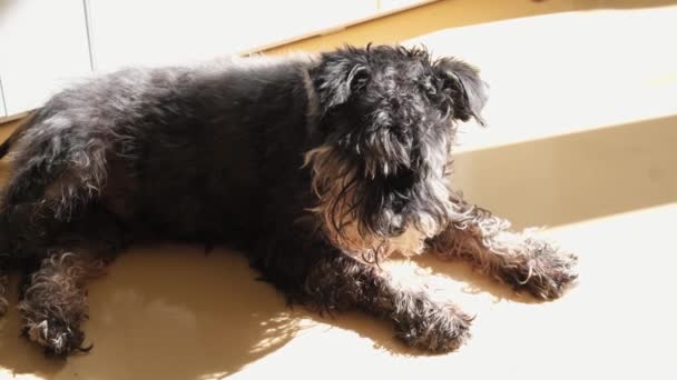 黄色的地板上躺着一只旧的迷你雪纳瑞，在阳光下晒太阳。快乐的宠物正在享受一个阳光灿烂的日子. — 图库视频影像