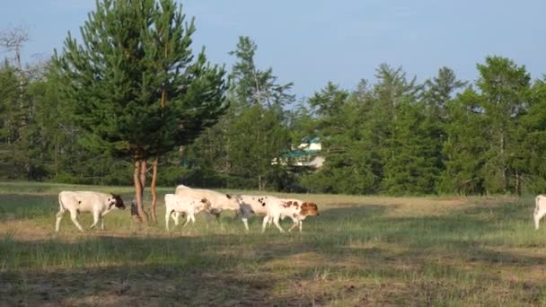 Sekawanan anak sapi muda bergerak cepat melalui pembukaan hutan sepanjang forest.Sapi di pedesaan pada hari yang cerah cerah. — Stok Video