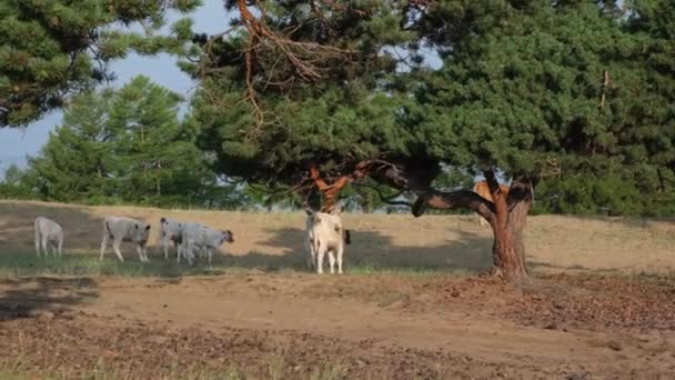 Стадо молодих телят прикрашає рідкісну траву посеред лісу. Корови в сільській місцевості в ясний сонячний день . — стокове відео