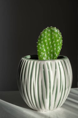 Parlak gün ışığında seramik bir tencerede Opuntia kaktüsü. Az su ve bol güneş gerektiren güzel bir bitki. Evde bahçe işleri..