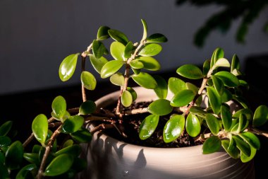 İkiyüzlülerin yakın çekimi güneş ışığı altında gerçekleşir. Karanlık arka plan. Evde bahçıvanlık. Bitkilerle süslenmiş minimal ev dekorasyonu. Seçici odaklanma. Boşluğu kopyala.