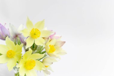 Bahar çiçeği buketi. Beyaz arka planda güzel, parlak ve narin kar damlaları. Bahar Uyanışı sembolü. Boşluğu kopyala.