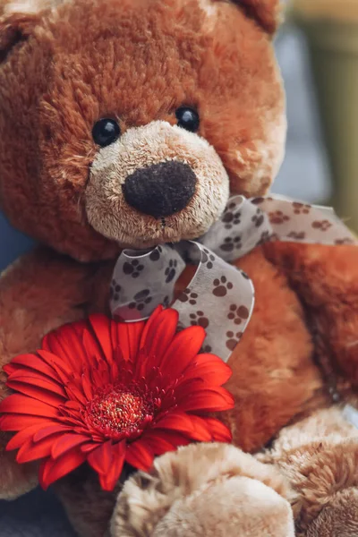 Soft teddy bear with a bow and one red gerbera. Gift for anniversary, birthday or Valentine\'s Day celebration. Selective focus. Close-up.