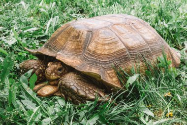 Yeşil çimenlikteki dev kaplumbağa. Kaplumbağa yavaşça çimlerin üzerinde sürünür ve onu yer. Yakın plan..