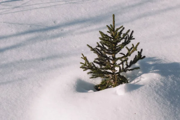 Güneşli bir günde, karlı bir tarlanın ortasında küçük bir Noel ağacı. Kışın yemyeşil bir ağaç. Yakın plan. Boşluğu kopyala.