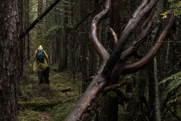 Tourist in yellow raincoat with backpack walks along hunting trail in wild autumn forest.Rain, gloomy forest with fallen trees and trees covered with moss and lichen.Adventure concept.Traveling alone.