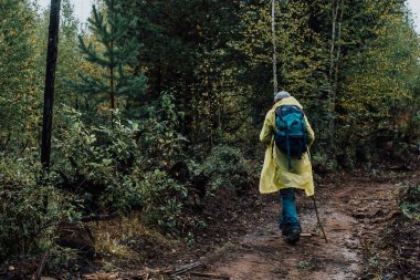 Sırt çantalı ve çubuklu bir turistin sonbahar ormanında kayalık bir yolda yürüdüğü arka manzara. Turizm ve macera konsepti. Yalnız seyahat et..