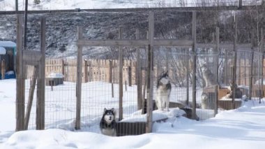 Kışın kuş kafesinde genç kurt yavruları. Safkan köpekleri çocuk odasında besleyip beslemek. Husky köpekleri dışarıda yürümeyi ve oyun oynamayı sever. Meraklı, dost canlısı ve aktifler..