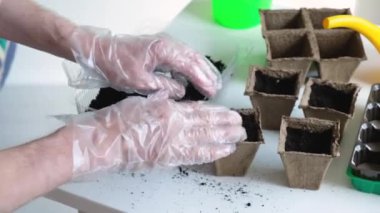 Koruyucu eldivenli bir adam, tohum tohumu özel bir kabın içine yerleştirdikten sonra toprağı parmaklarıyla temizler..