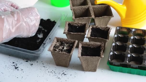 A man in protective gloves covers the seeds with soil from above in a special peat pot for seedlings. We work in the spring. — Stock Video