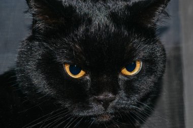 Koyu arkaplanda parlak sarı gözleri olan sevimli siyah kedi, yakın plan.