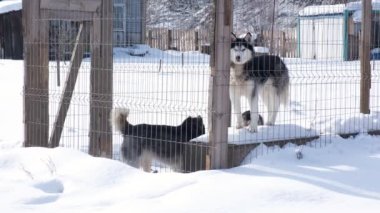 Kışın kuş kafesinde genç kurt yavruları. Husky kızak köpekleri yürümekten ve dışarıda oynamaktan hoşlanırlar..