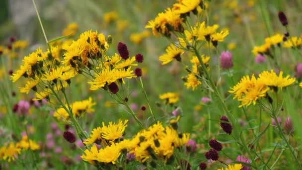 Close Natural Meadow Flowers Sway Slowly Influence Wind Bright Beautiful — Stock Video