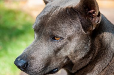 Tay ridgeback köpek
