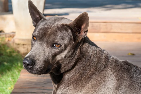 Thai Ridgeback Dog — Stockfoto