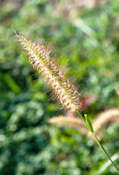 Blume aus Gras — Stockfoto