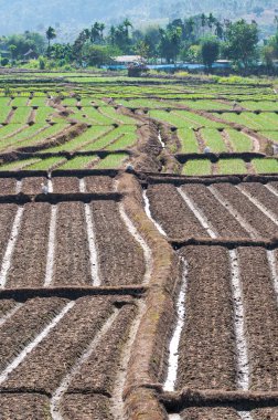 Satır satır toprak ve soğan