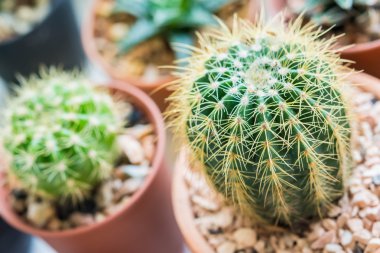 Kaktüs küçük tencere, seçici odak