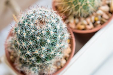 Kaktüs küçük tencere, seçici odak