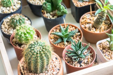 Kaktüs küçük tencere