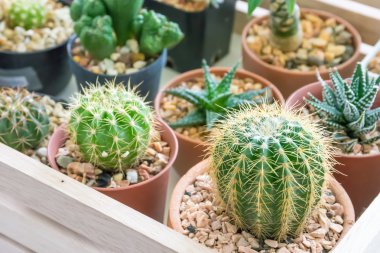 Kaktüs küçük tencere