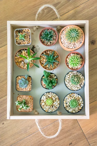 Kaktüs küçük tencere