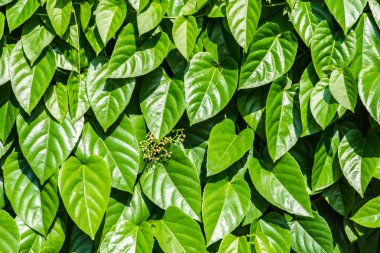 Bahçede yeşil yaprak arka planı