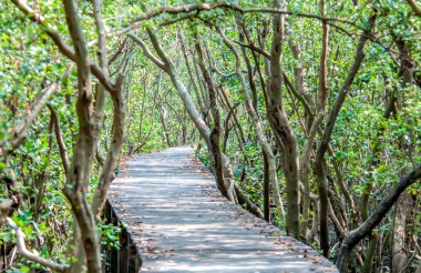 Mangrov orman, Tayland, Thailand, seçici odak yolundaki.