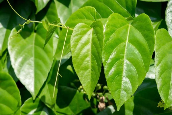 Bahçede yeşil yaprak arka planı