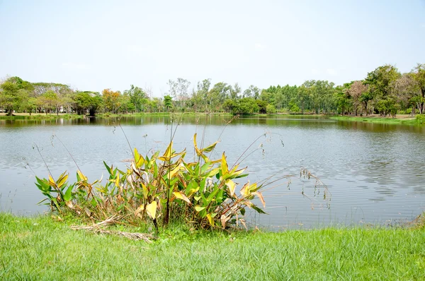 Vista Lagoa Paisagem Arbórea — Fotografia de Stock