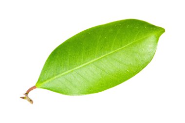 Beyaz arka plan üzerinde izole yeşil git