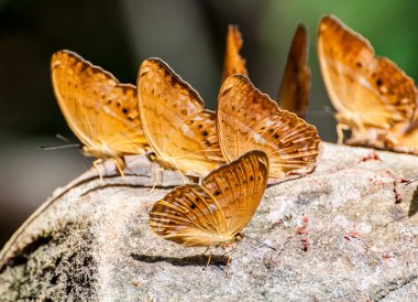 Doğada güzel kelebek