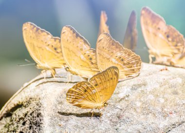 Doğada güzel kelebek