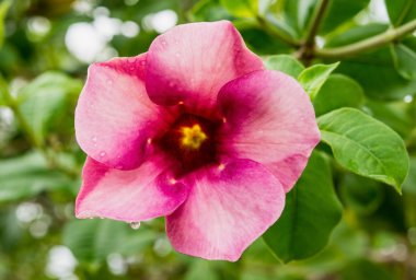 Bahçedeki pembe çiçek