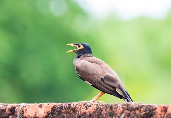 Aves Myna Comum Acridotheres Tristis Aves Sedentárias Tailândia — Fotografia de Stock