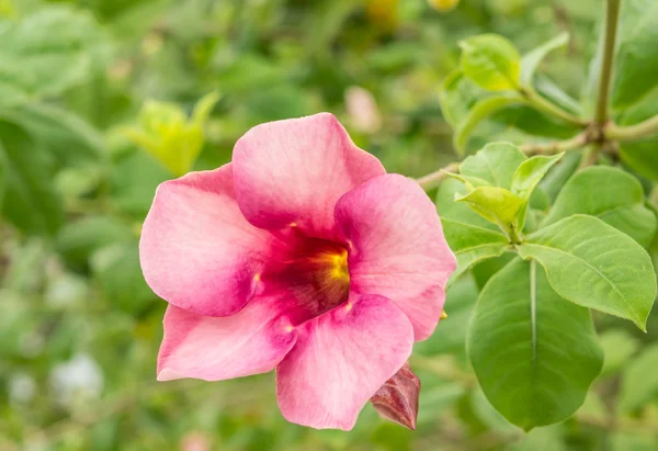 Закрыть Розовый Цветок Саду — стоковое фото