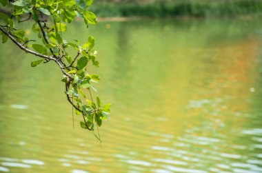 Arka plan ağaç ve lagün Şubesi