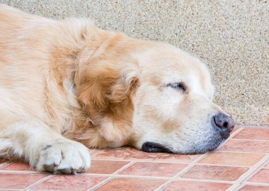 Altın geri almak katta uyuyan köpeği.