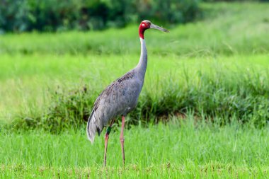 Doğu Sarus Crane (Antigone antigone sharpii) Huai Jorakae Mak Rezerv Alanı, Buri Ram Eyaleti, Tayland.