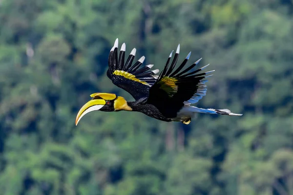 Great Hornbill, Tayland 'daki Khao Yai Ulusal Parkı' nda orman geçmişi ile gökyüzünde uçuyor.