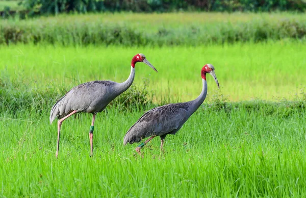 Eastern Sarus Crane Antigone Antigone Sharpii Habitat Alami Huai Jorakae — Stok Foto